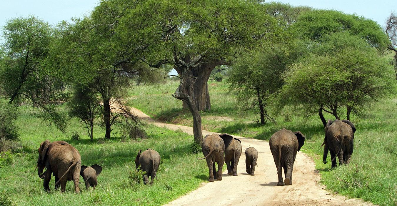 Elephants walking on a dirt road in Tarangire National Park