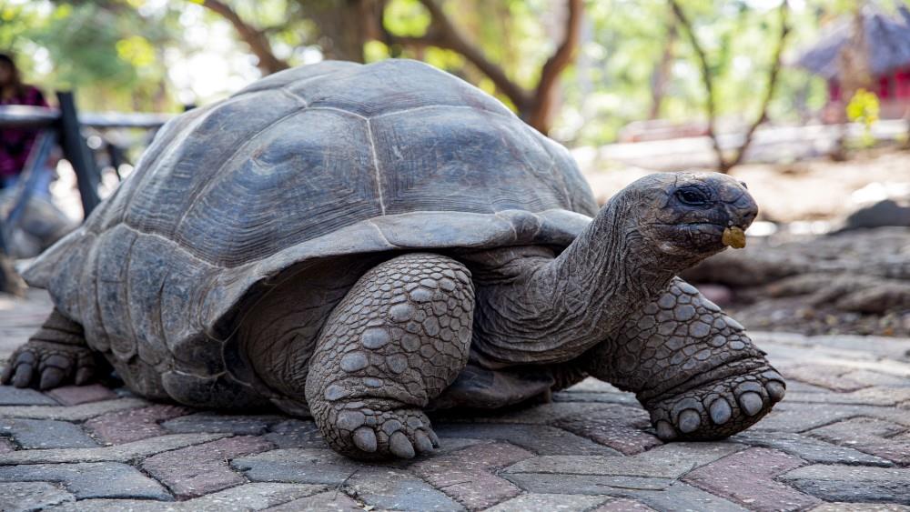 Giant tortoise on Prison Island, Zanzibar