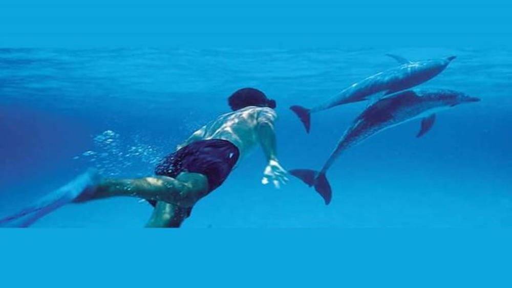 Swimmer underwater with wild dolphins in Zanzibar
