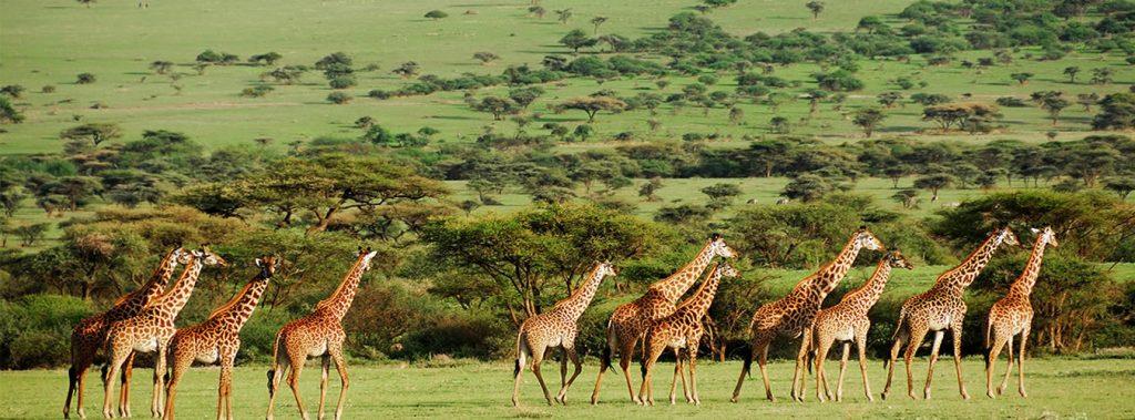 A herd of giraffes walking across the green plains of Mikumi National Park