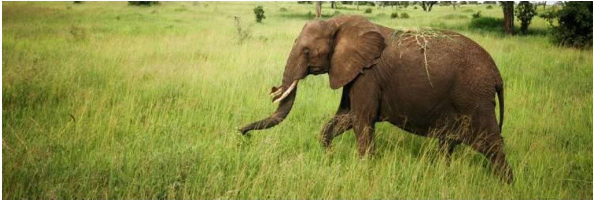 An elephant walking through tall green grass in Tarangire National Park