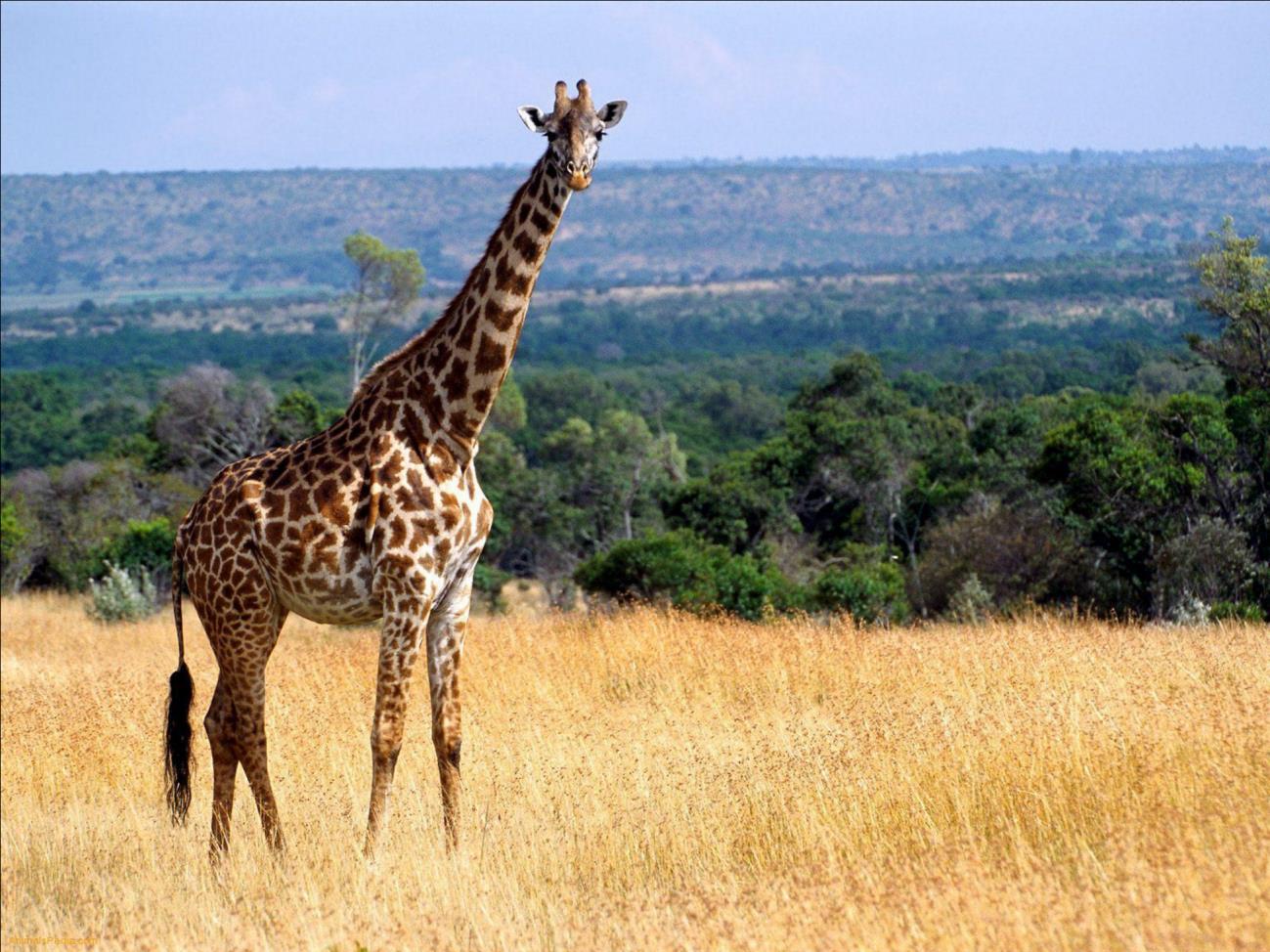 Giraffe grazing on the plains of the Selous Game Reserve