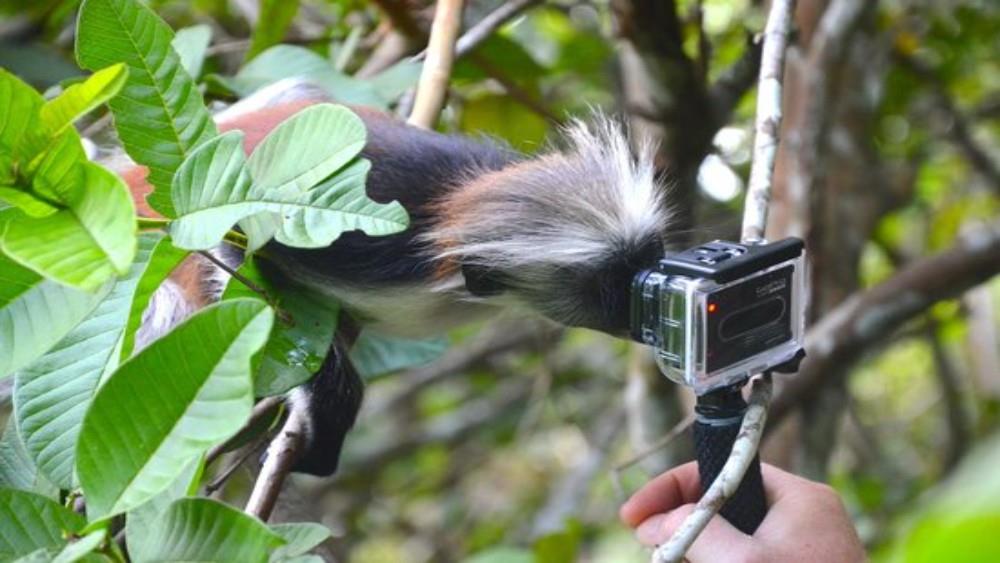 Zanzibar red colobus monkey inspecting a camera in Jozani Forest