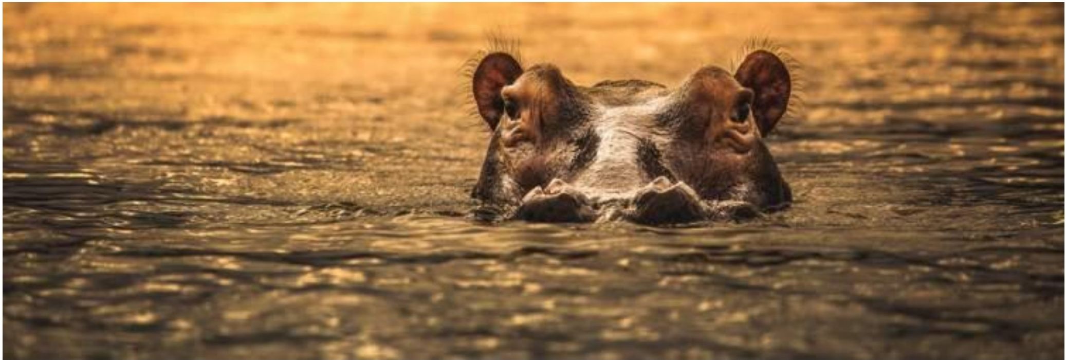 A hippo surfacing in golden light on the Rufiji River in Nyerere National Park