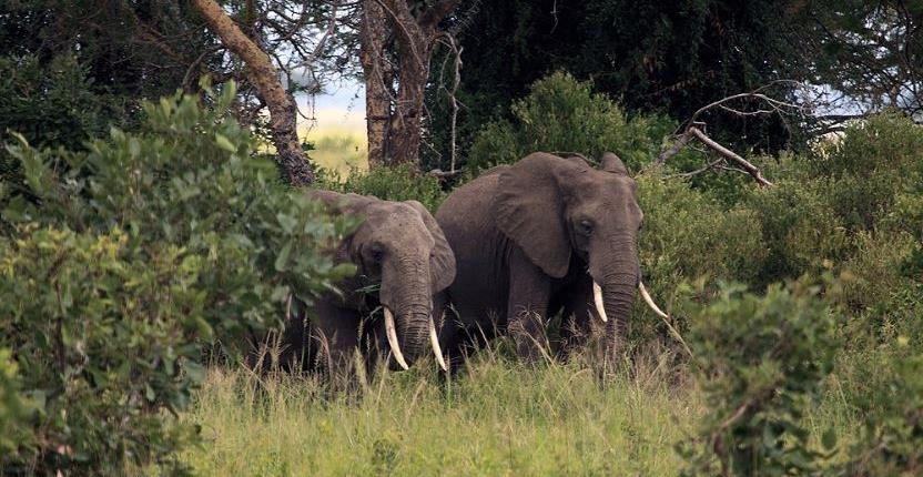 Two elephants standing in tall grass in Mikumi National Park