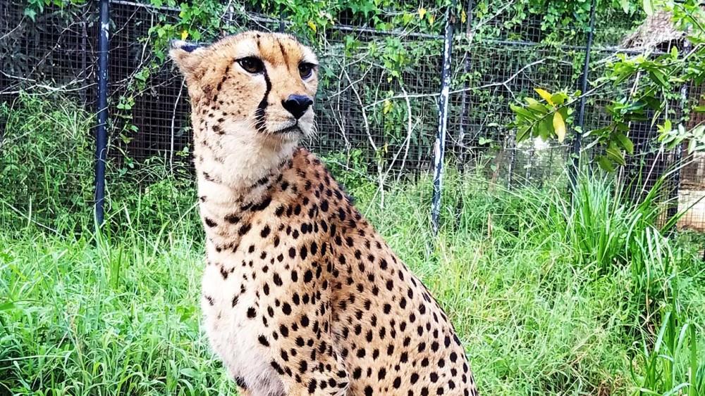 Cheetah sitting in tall green grass at Cheetah's Rock, Zanzibar